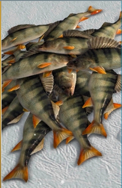 冰钓大师(图2) 冰钓大师(图2)